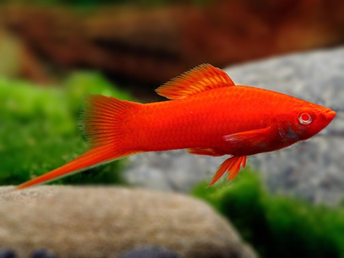 Пецилия трехцветная