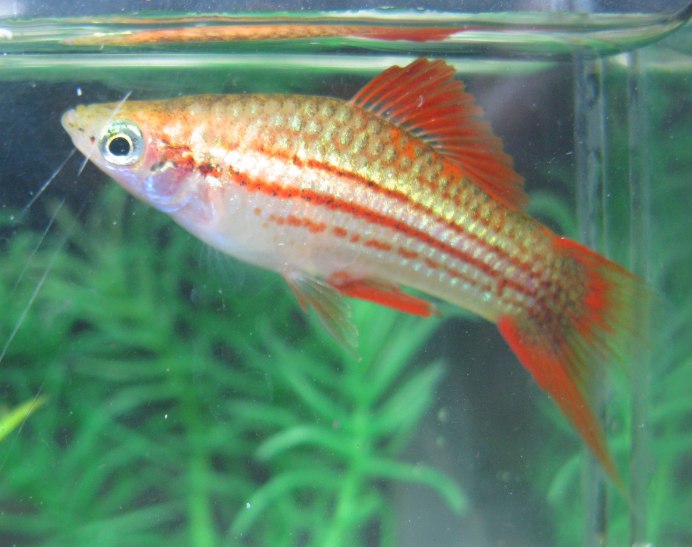 Меченосец берлинец