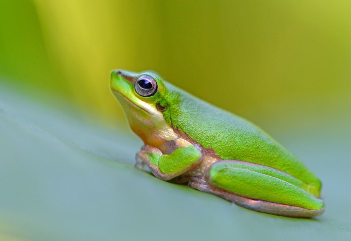 Стеклянная лягушка (Glass Frog)