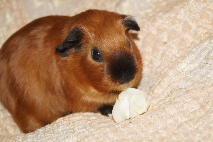 Happy Guinea Pig