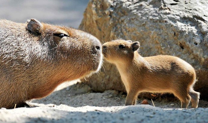 Пака (cuniculus Paca