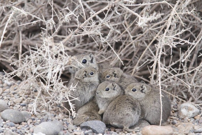 Microcavia Australis