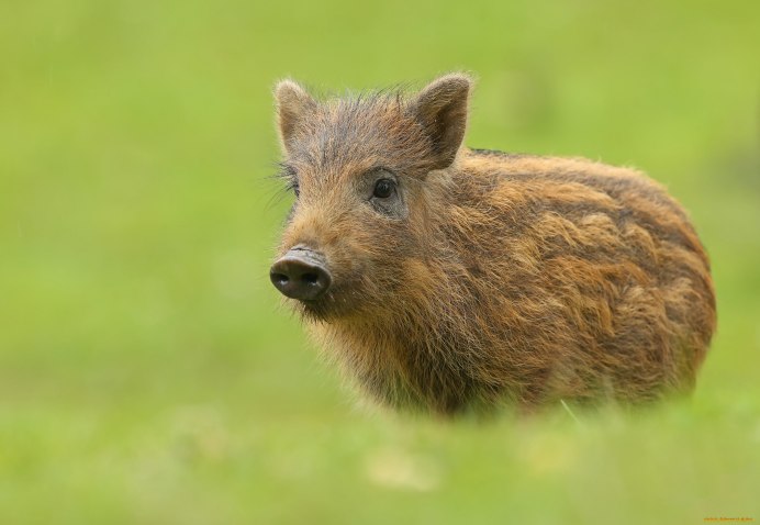 Amenamec Cavy