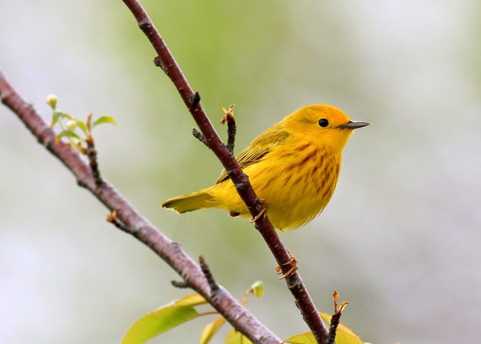 Prothonotary Warbler