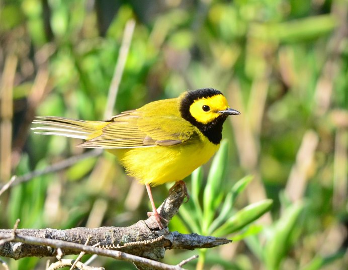 Желтенькая птичка Чиж