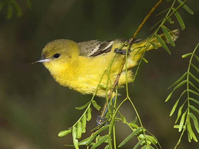 Маленькие желтые птички