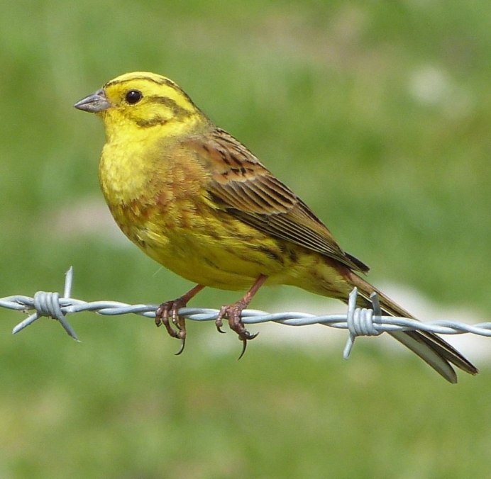 Барбарис Еллоу Бирд (Yellow Bird)