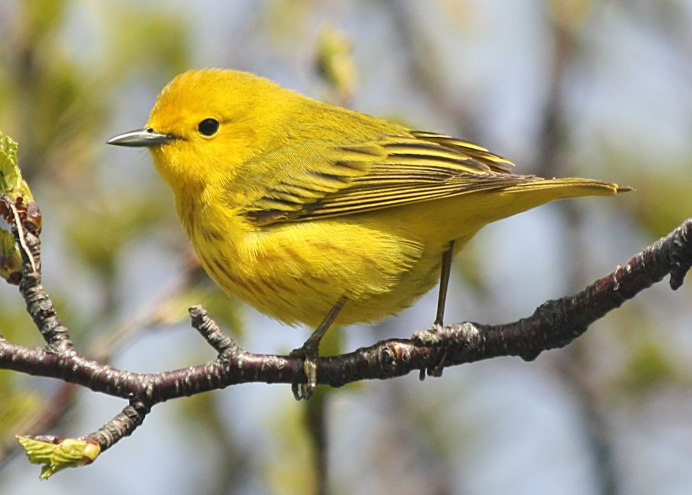 Yellow Warbler птица