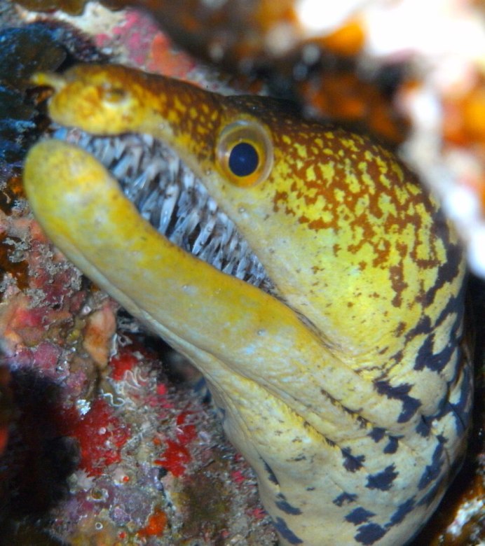 Goldentail Moray