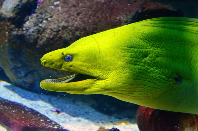 Gymnothorax miliaris
