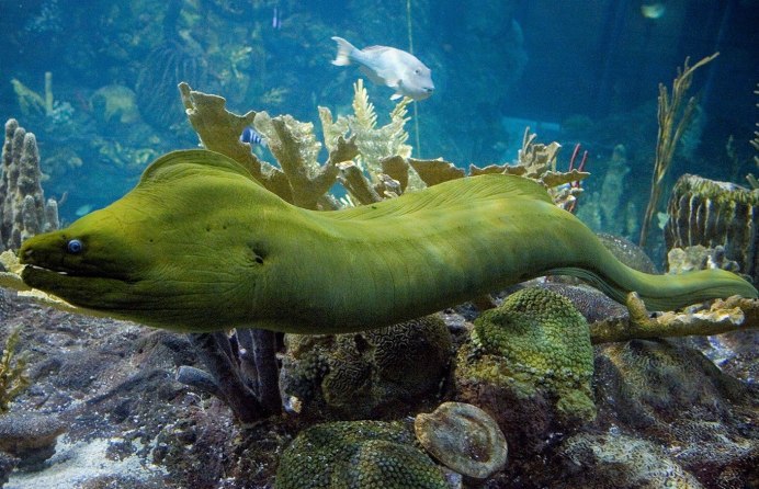 Gymnothorax miliaris