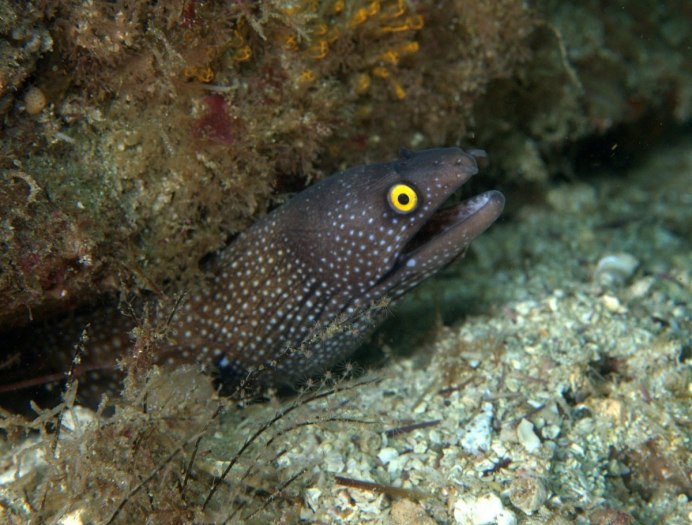 Семейство речные угри Аnguillidae Речной угорь Anguilla Anguilla (Linnaeus, 1758)