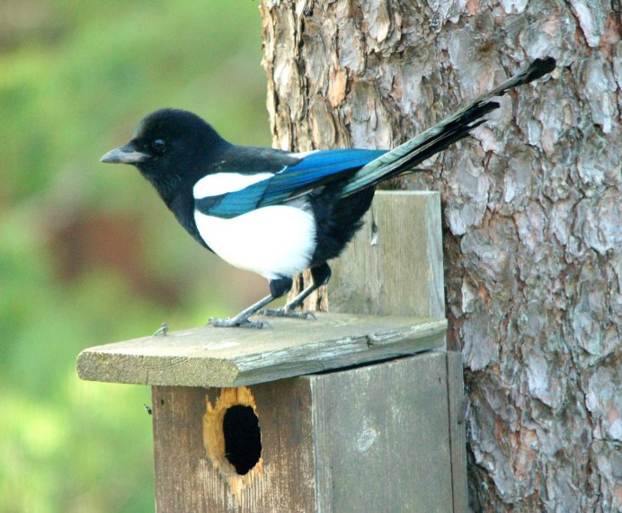 Сорока Magpie