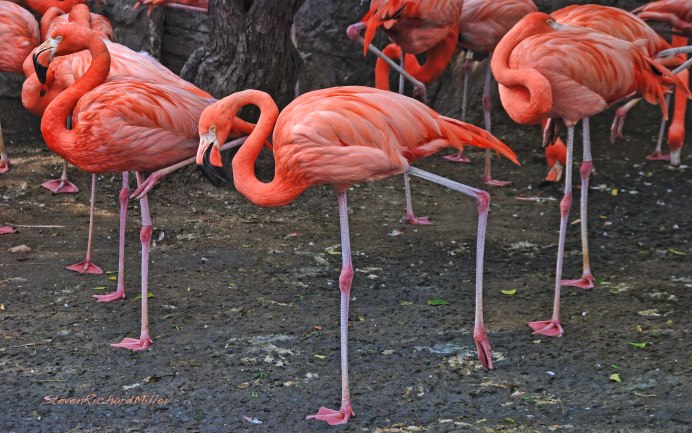 Строение лап Фламинго