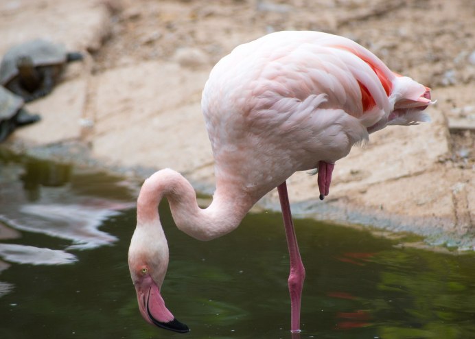 Одноногие Фламинго