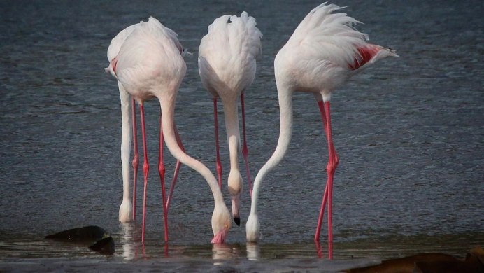 Розовый Фламинго птица