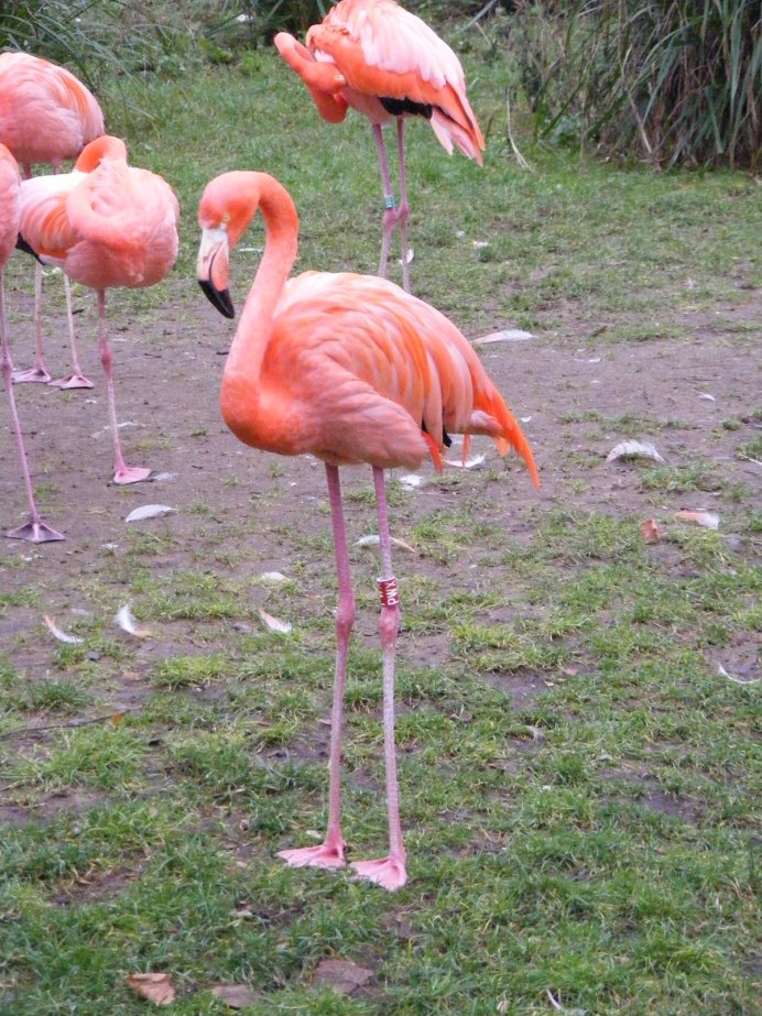 Фламинго лапы