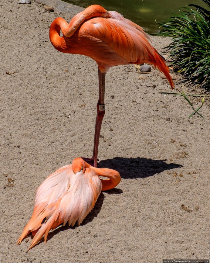 Лапы розового Фламинго