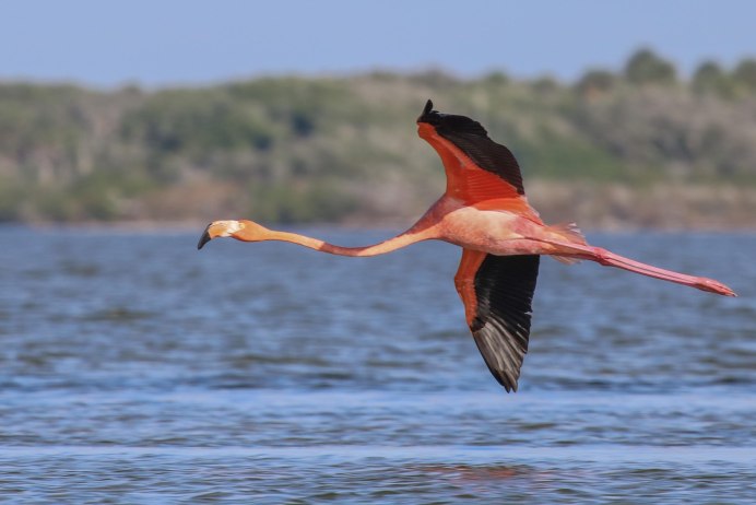 Лапы розового Фламинго