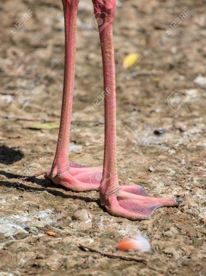 Фламинго розовый ноги