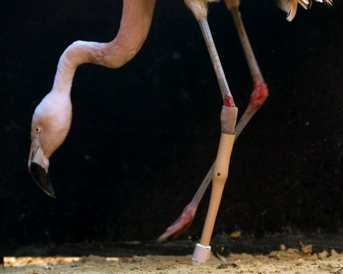 Лапки Фламинго