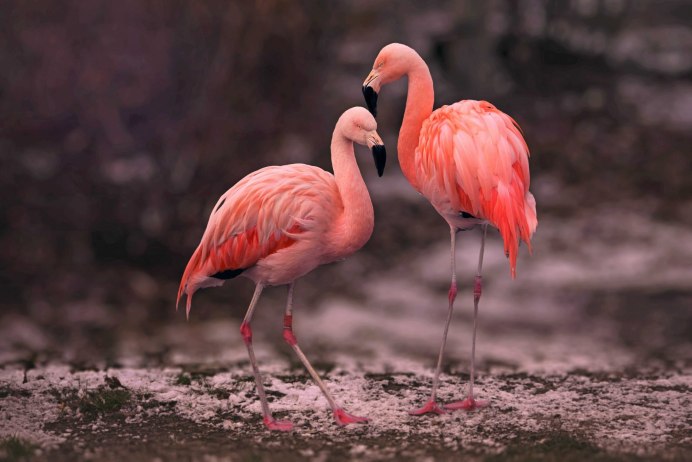Лапки Фламинго