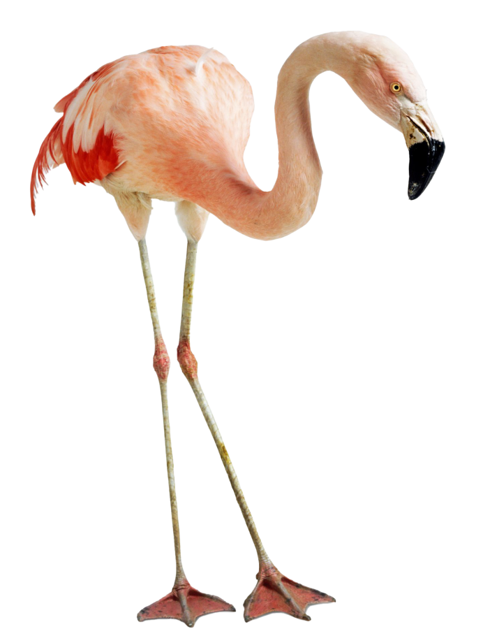 Фламинго референс