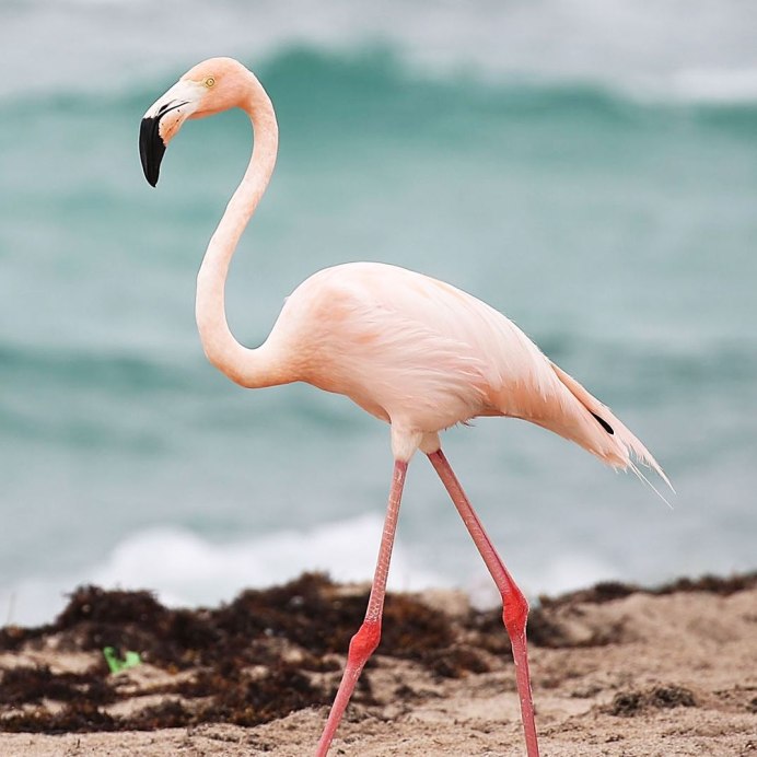 Ноги Фламинго