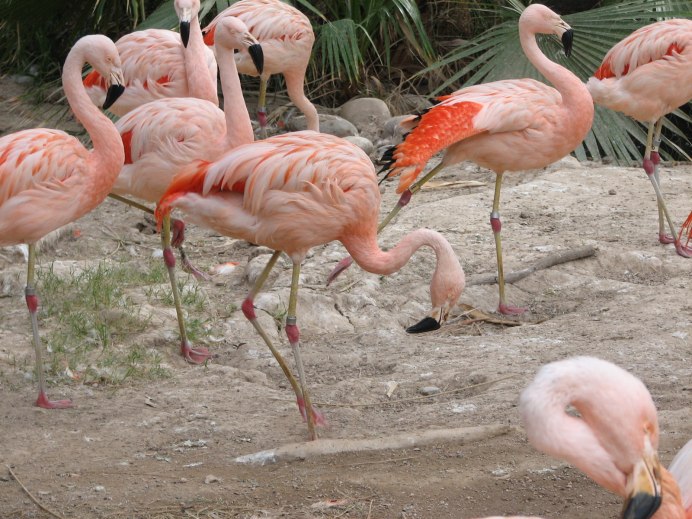 Фламинго. Крылья Фламинго