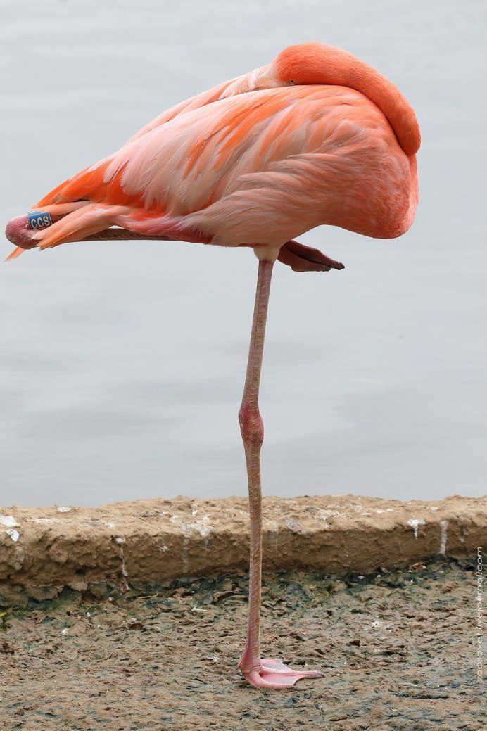Фламинго в Египте