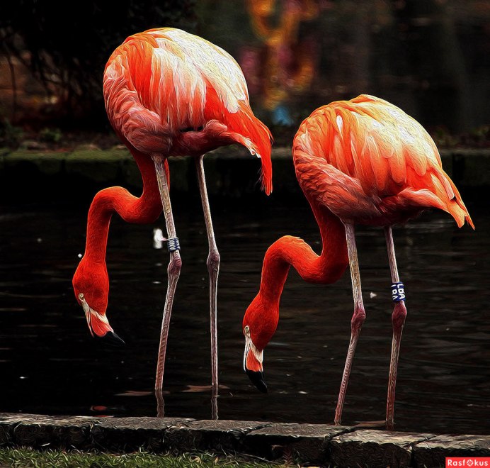 Падальщик Фламинго