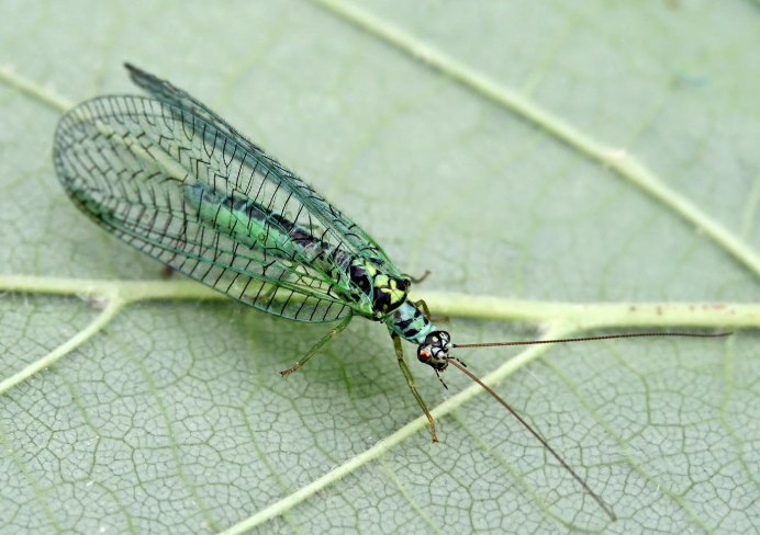 Chrysopidae (златоглазка)