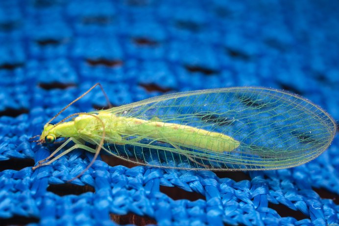 Chrysopidae (златоглазка)