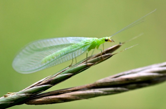 Chrysopidae (златоглазка)