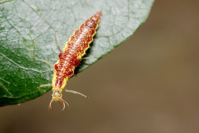 Златоглазка обыкновенная Chrysoperla carnea