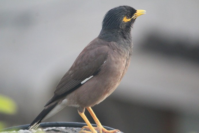 Turdus migratorius