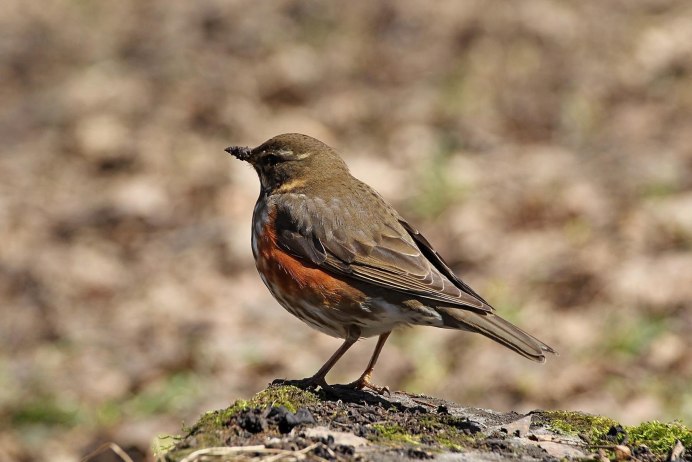 Black-headed Grosbeak