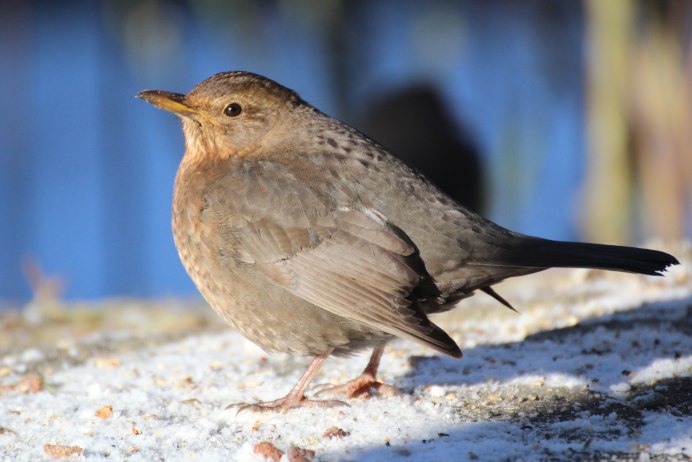 Белозобый Дрозд turdus torquatus
