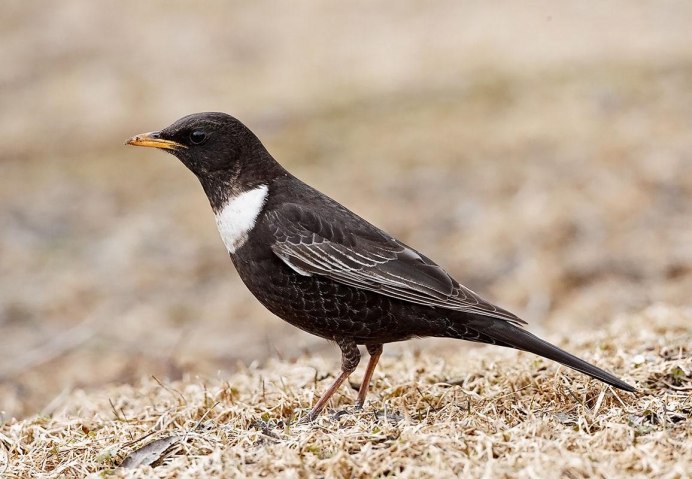 Туркестанский скворец майна