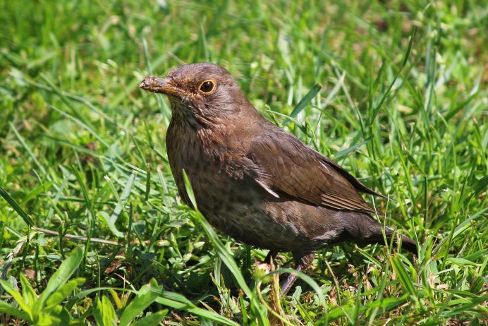 Странствующий Дрозд (turdus migratorius)