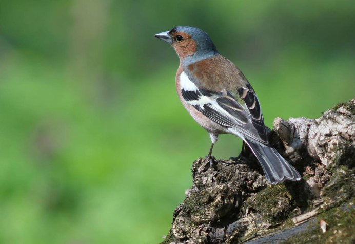 Странствующий Дрозд