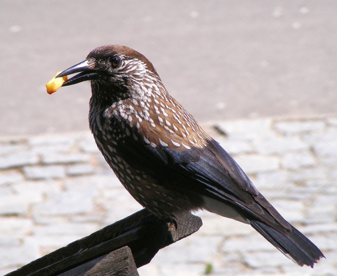 Зяблик (fringílla COÉLEBS)