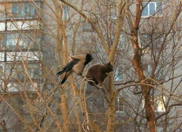 Коты прилетели