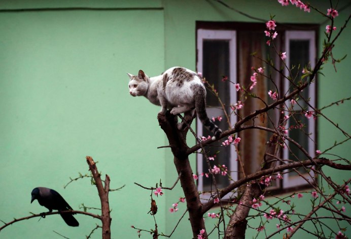 Кошка с вороной сидят на дереве