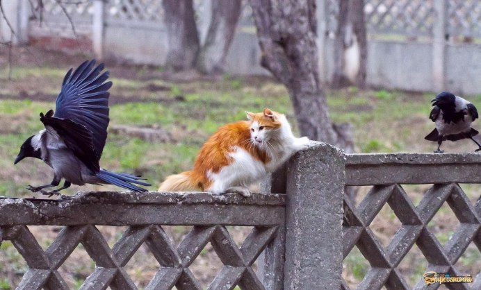 Кот и ворона