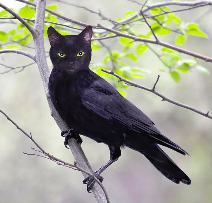 Кот и ворон