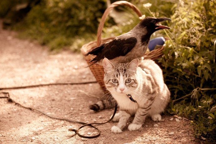 Кот и птица
