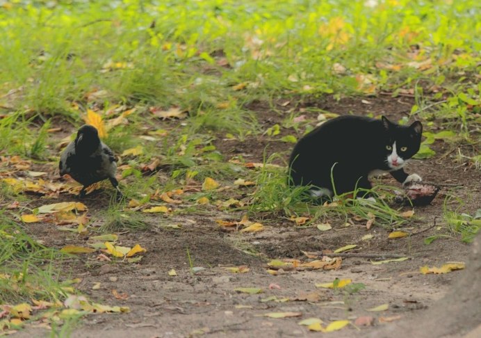 Дружба вороны и котенка