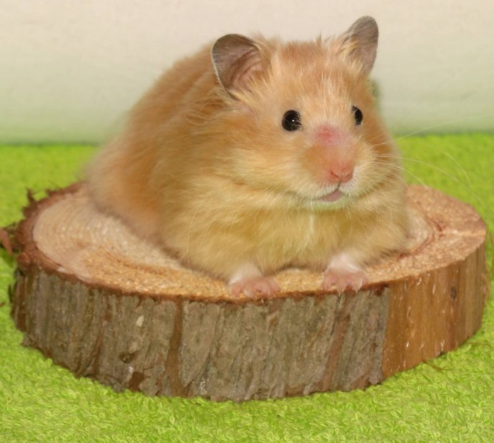 Сирийский хомяк окрас агути