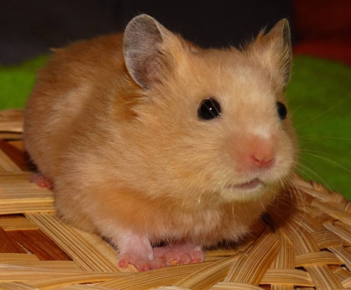Сирийский хомяк золотистый
